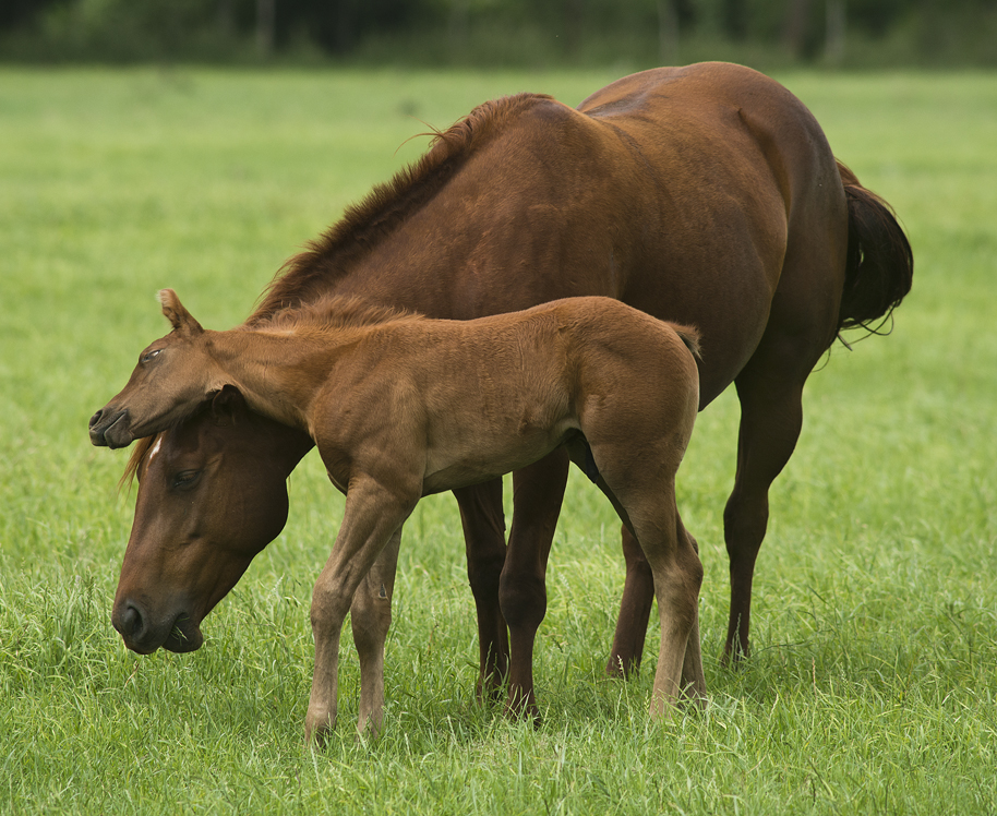 Foal and its Mama