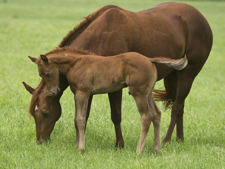 Foal and its Mama