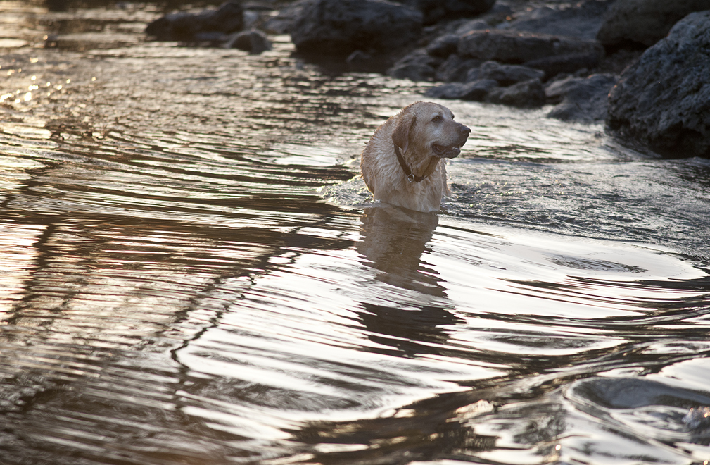Canine River Fun