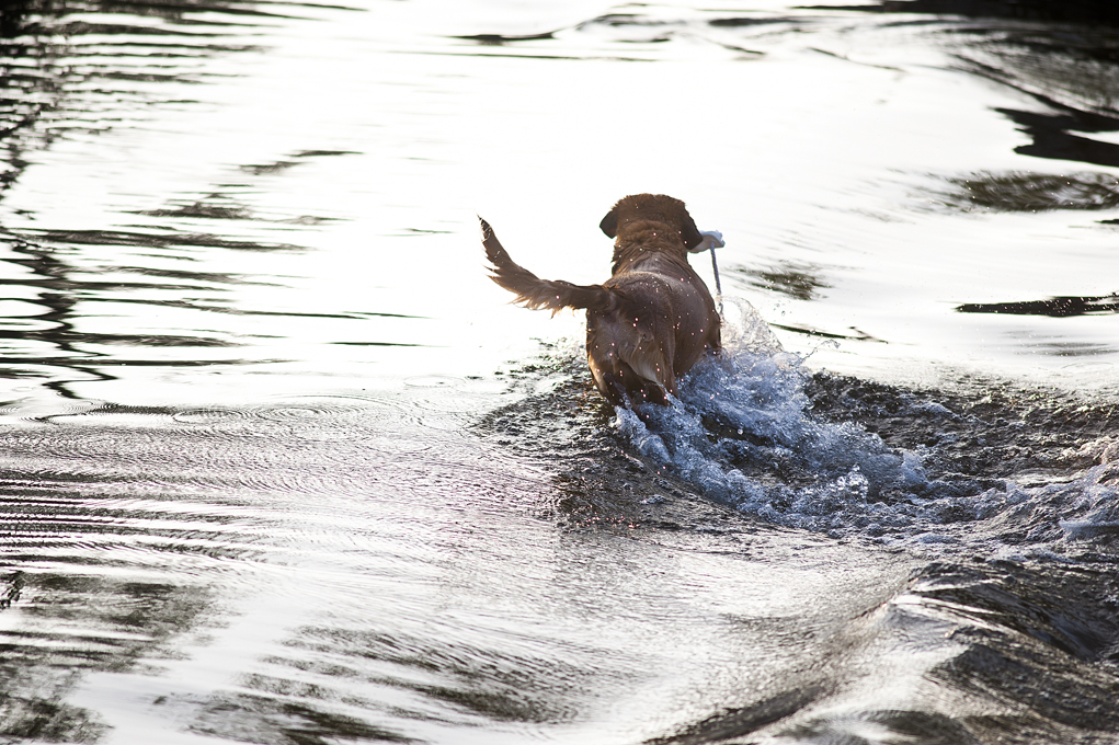 Canine River Fun