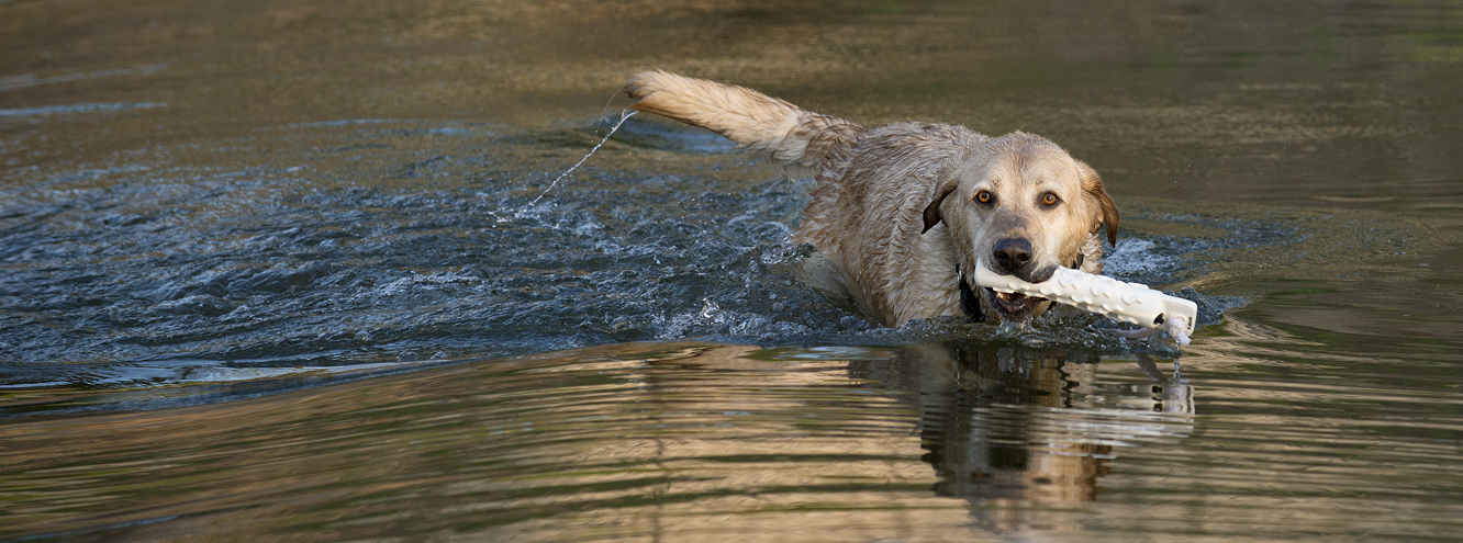 Canine River Fun
