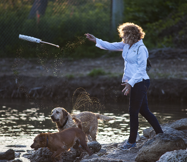 Canine River Fun