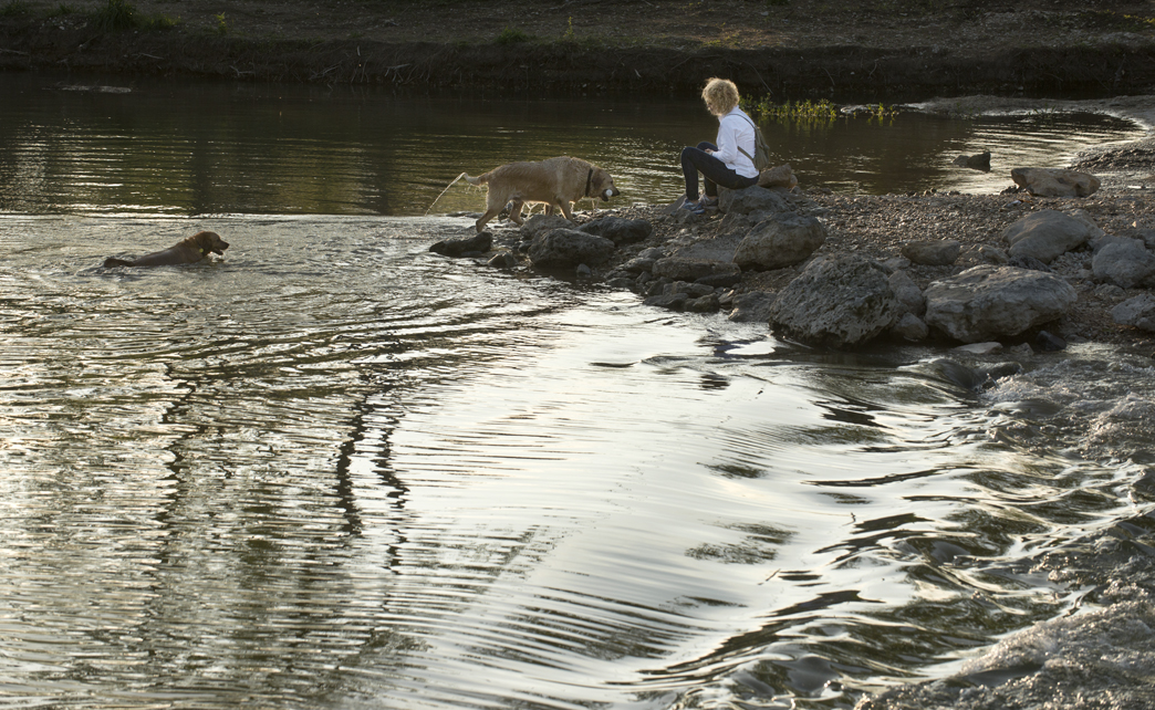 Canine River Fun