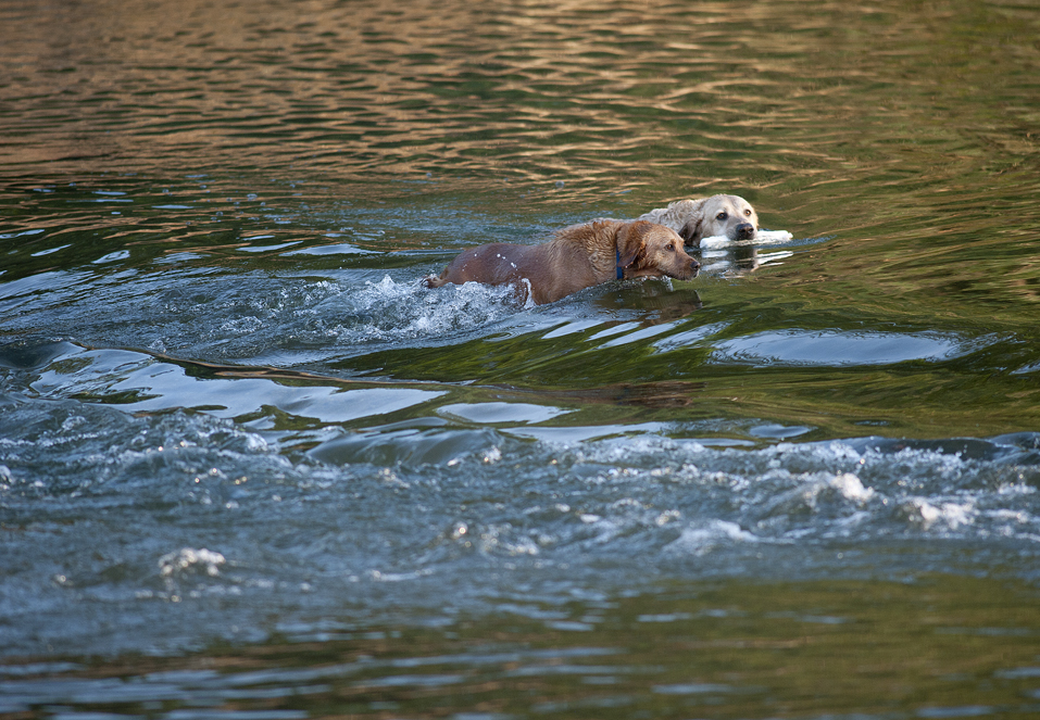 Canine River Fun
