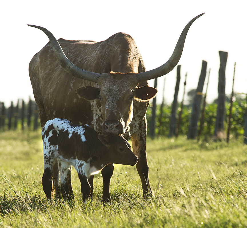 Earth Day Baby Longhorn