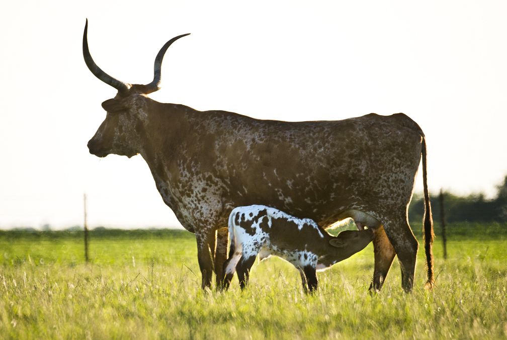 Earth Day Baby Longhorn