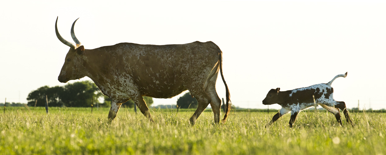 Earth Day Baby Longhorn