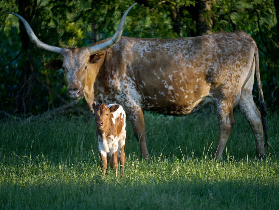 Earth Day Baby Longhorn