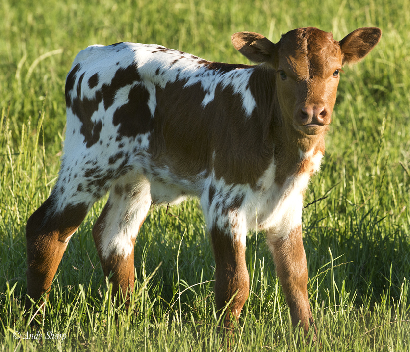 Earth Day Baby Longhorn