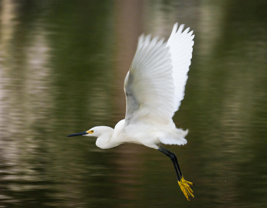 Egrets Up Close at Murphy Park