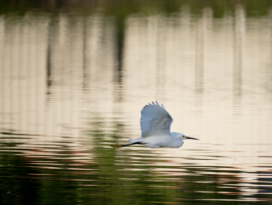 Egrets Up Close at Murphy Park