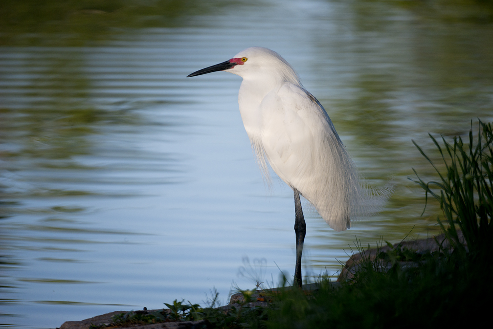 Egrets Up Close at Murphy Park