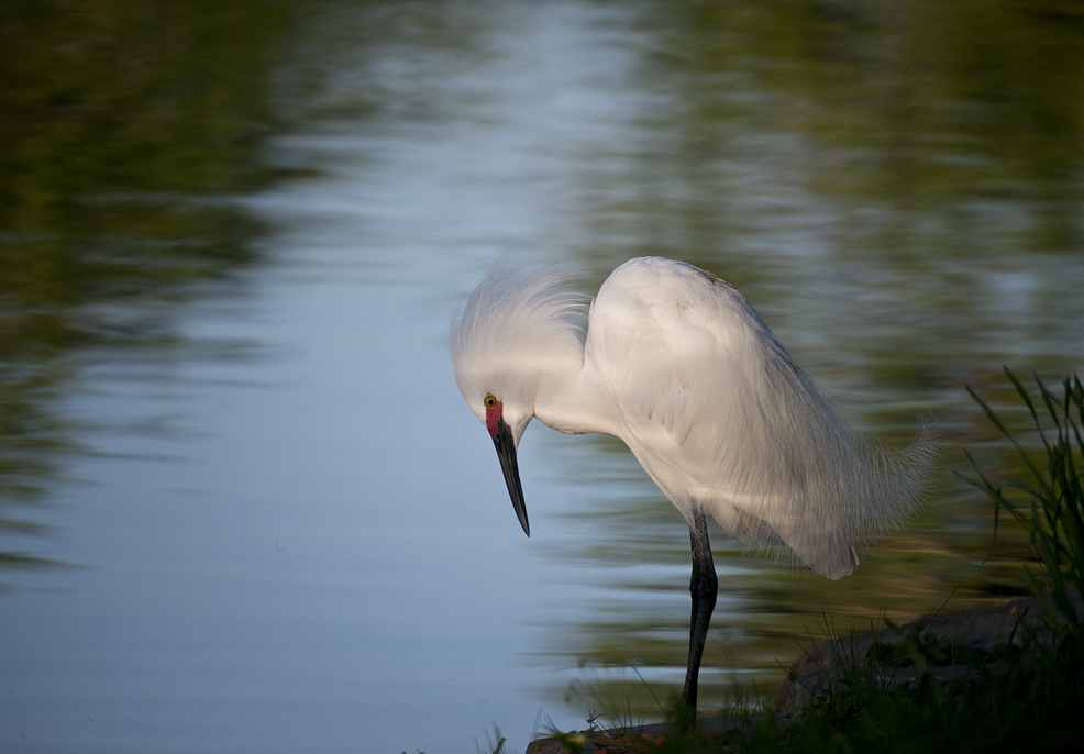 Egrets Up Close at Murphy Park