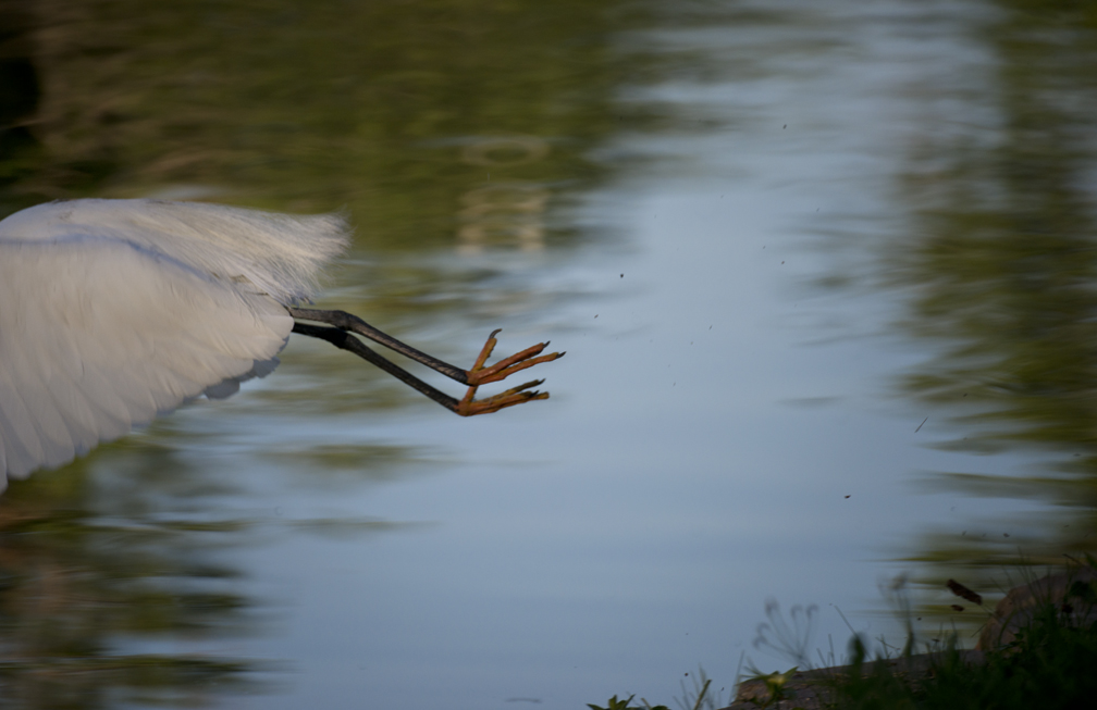 Egrets Up Close at Murphy Park