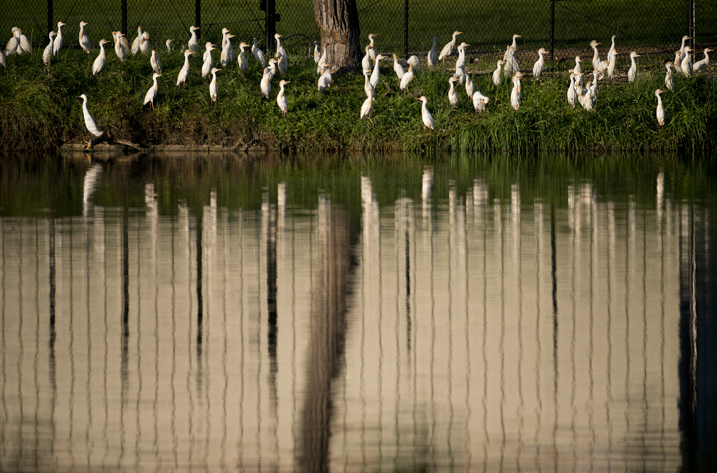 Egrets Up Close at Murphy Park