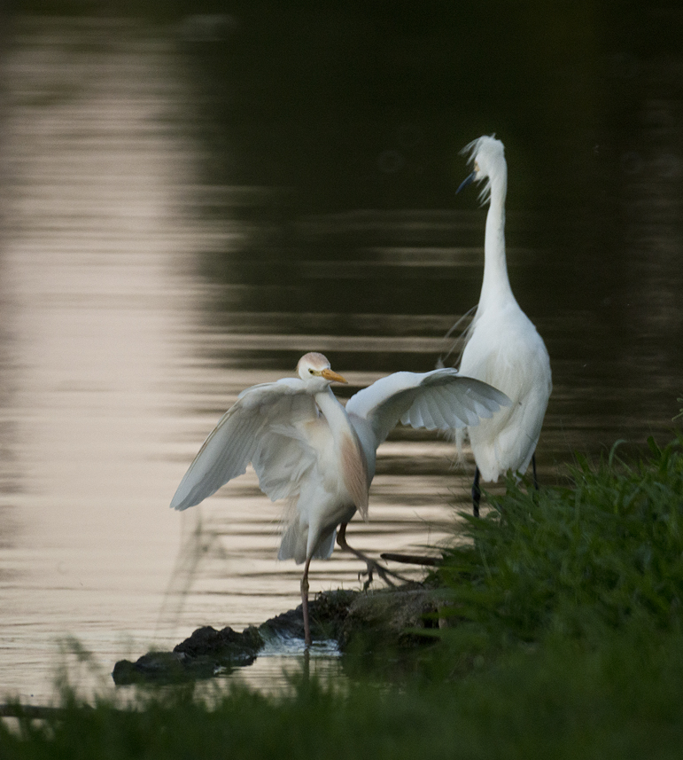 Egrets Up Close at Murphy Park