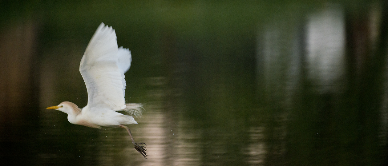 Egrets Up Close at Murphy Park