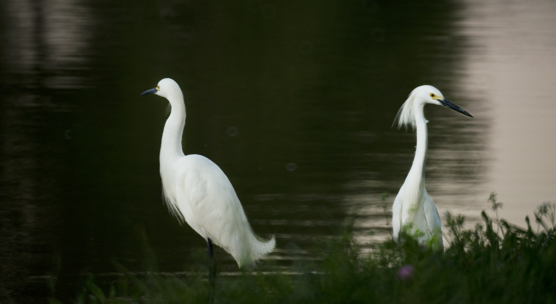 Egrets Up Close at Murphy Park