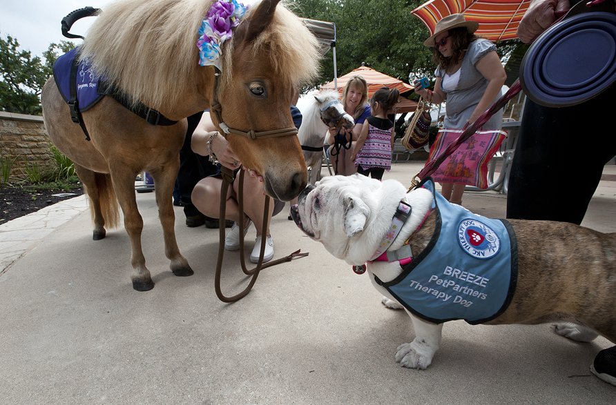 National Pet Therapy Day