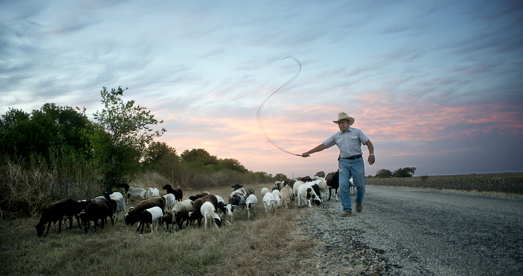Herding sheep near Circleville, Texas.