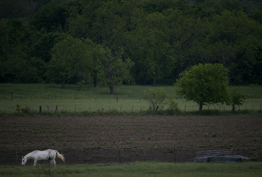 White Horse in Field