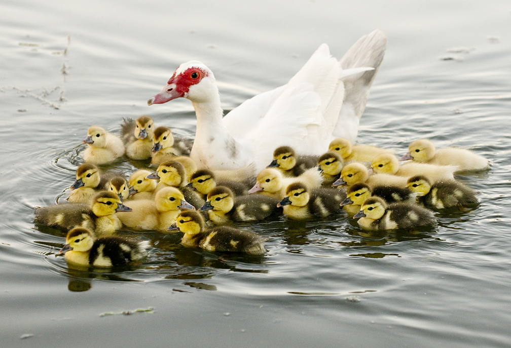 2016 Baby Ducks