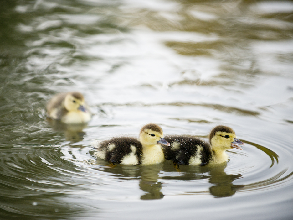 2016 Baby Ducks