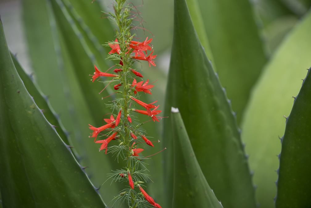 Skyrocket wildflowers share space with agave.