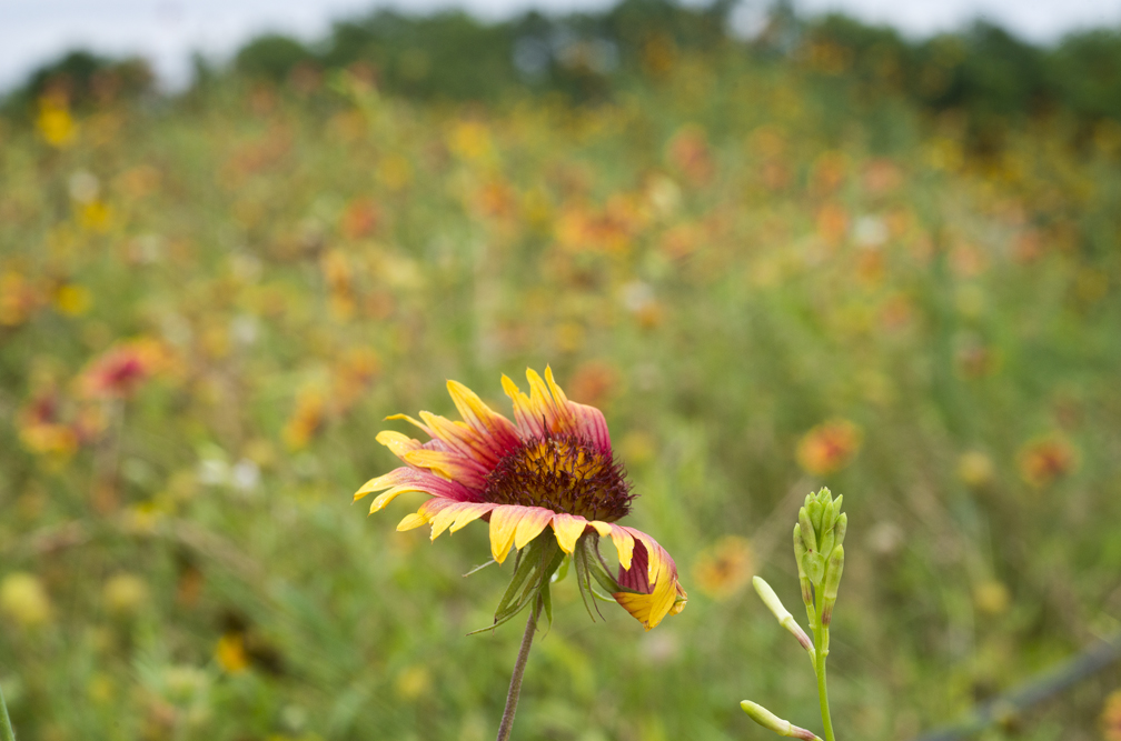 A rather wind-blown, but sturdy Indian Blanket.