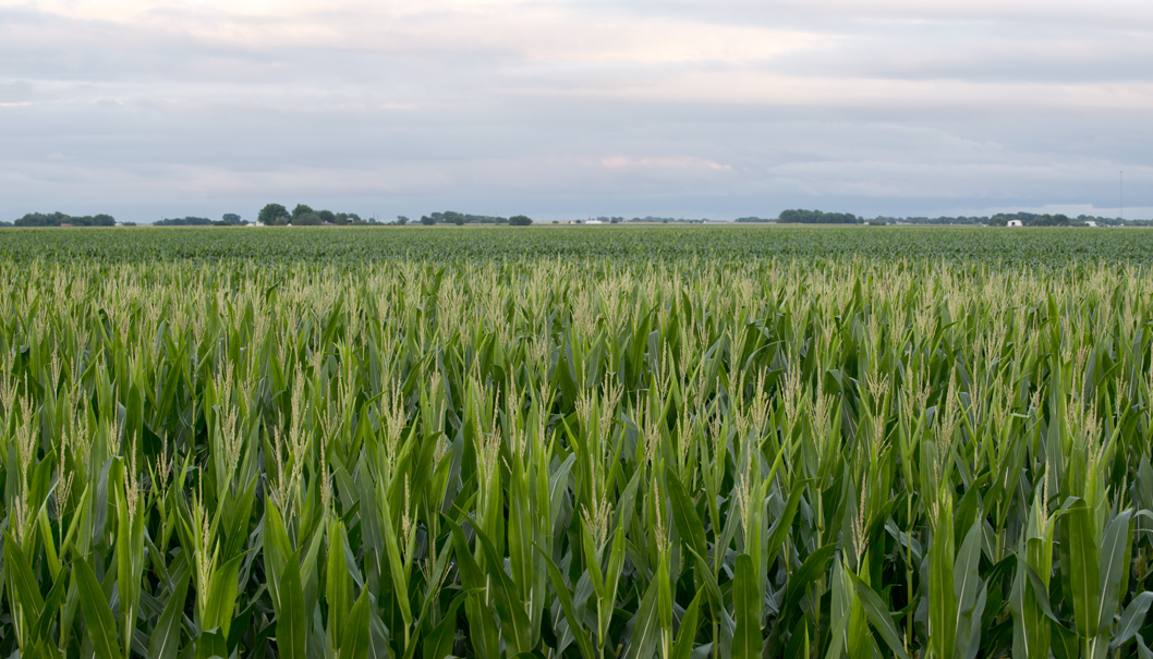 Corn & Evening Sky