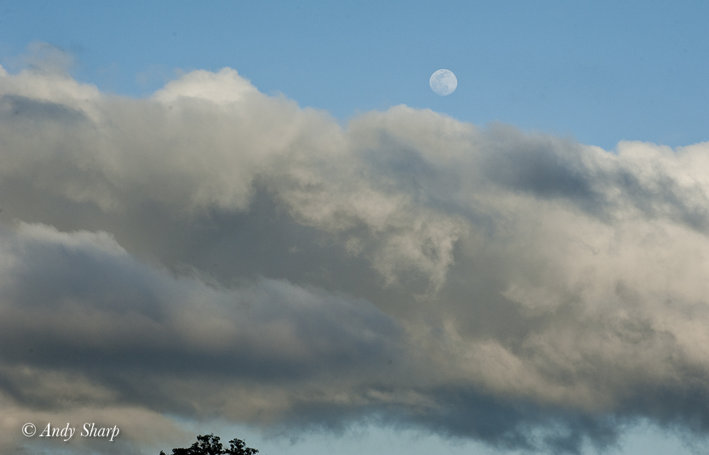 Corn Field & Moon