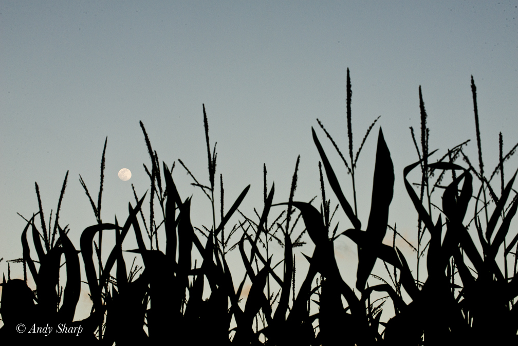 Corn Field & Moon