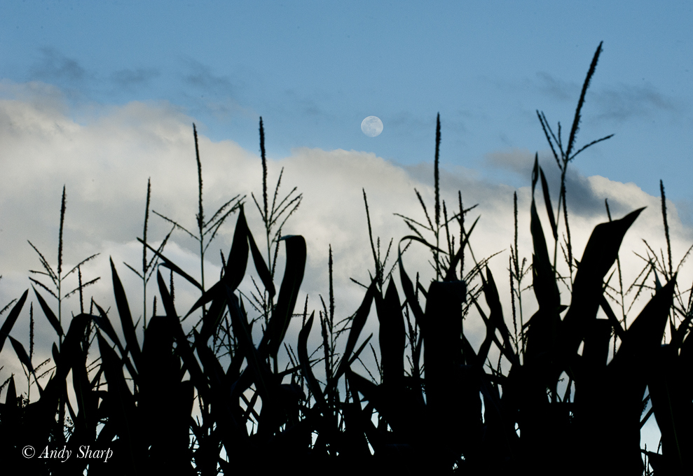 Corn Field & Moon