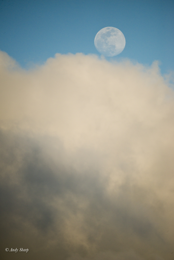 Corn Field & Moon