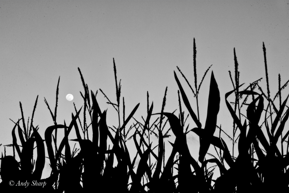 Corn Field & Moon