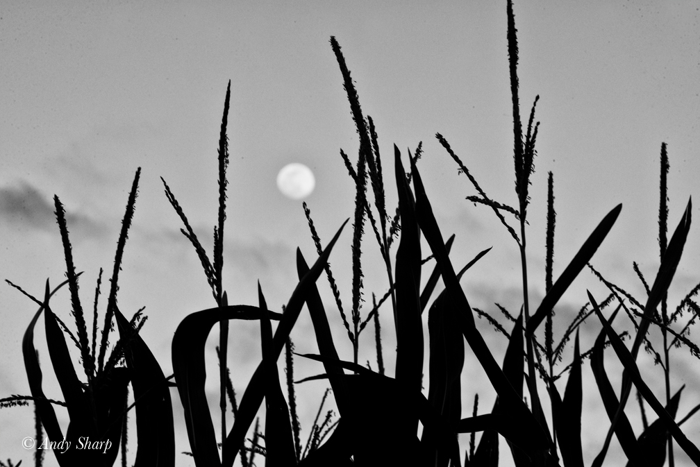 Corn Field & Moon
