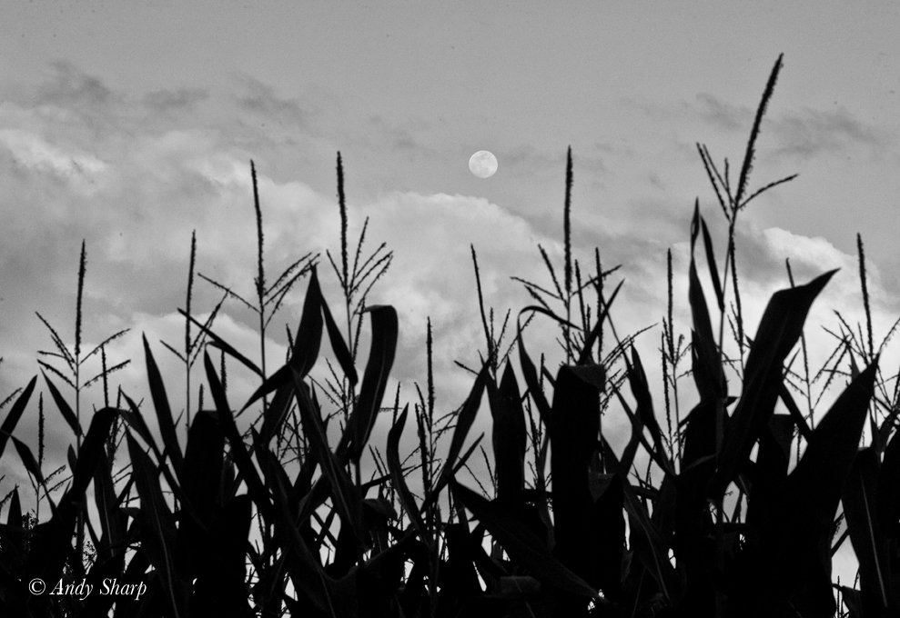 Corn Field & Moon