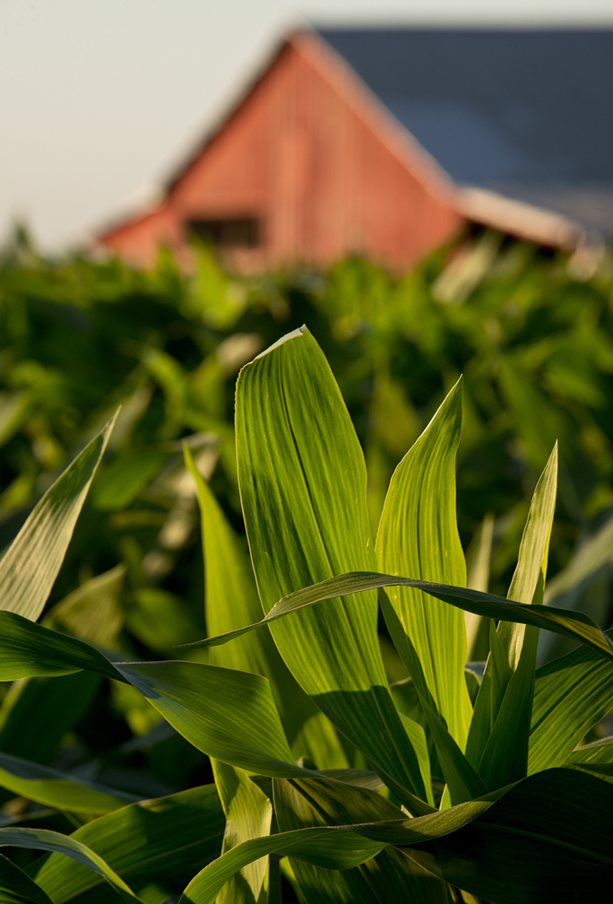 Corn & Red Barn