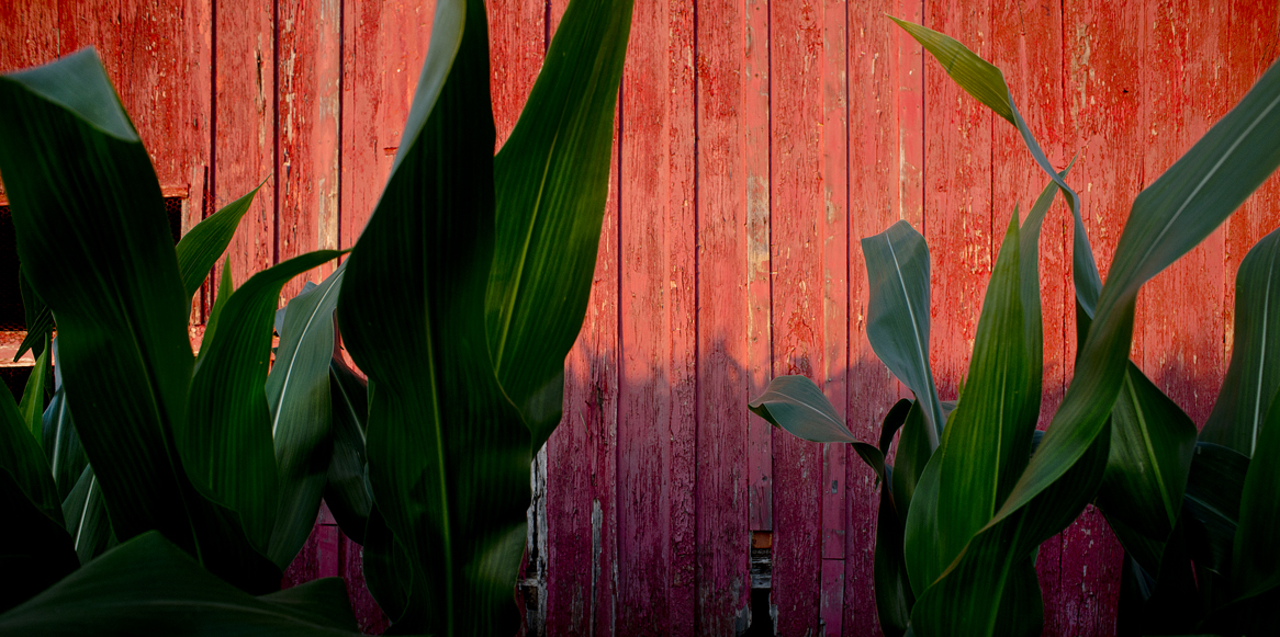 Corn & Red Barn