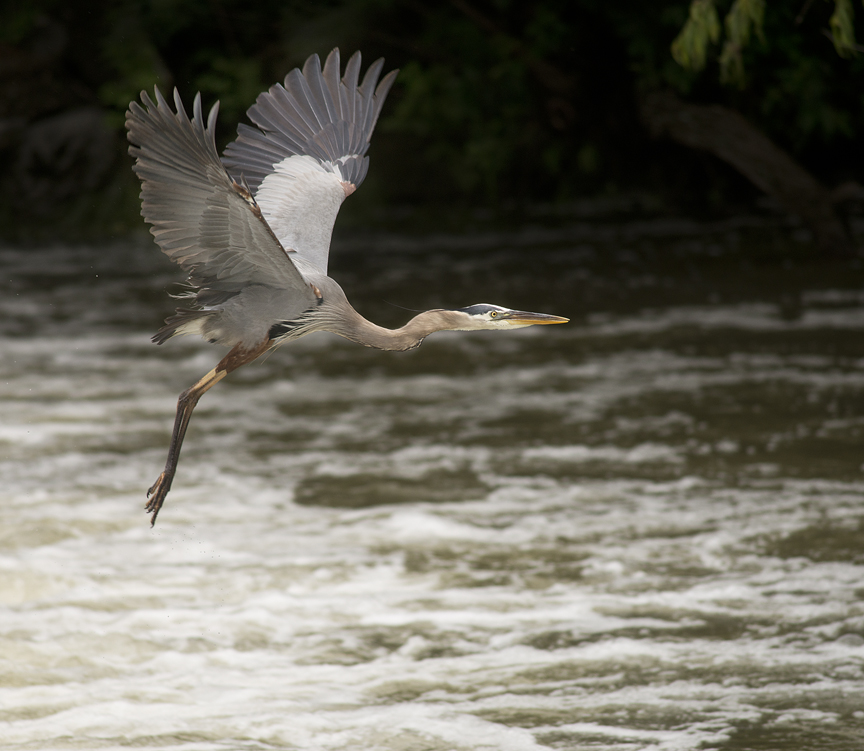 Heron at Chandler Park