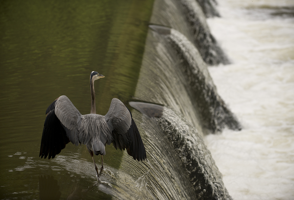 Heron at Chandler Park