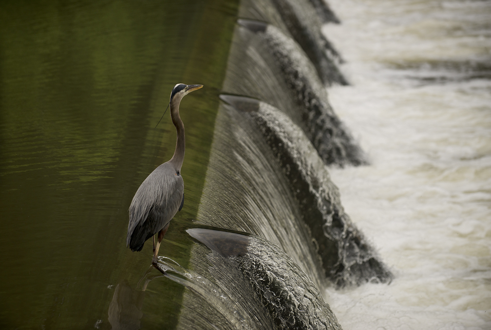 Heron at Chandler Park