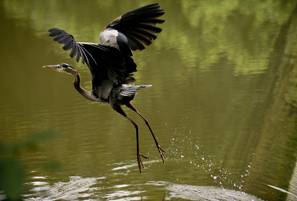 Heron at Chandler Park