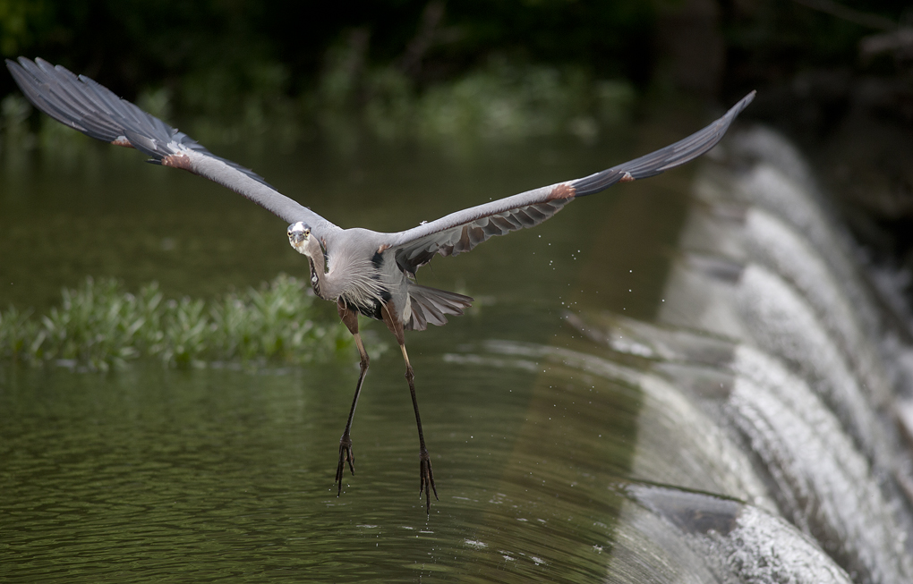 Heron at Chandler Park