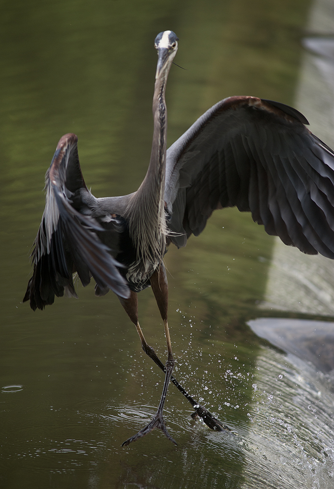 Heron at Chandler Park