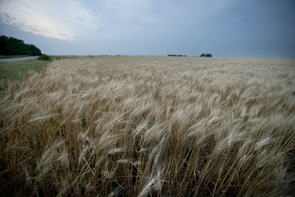 Spring Wheat Crop