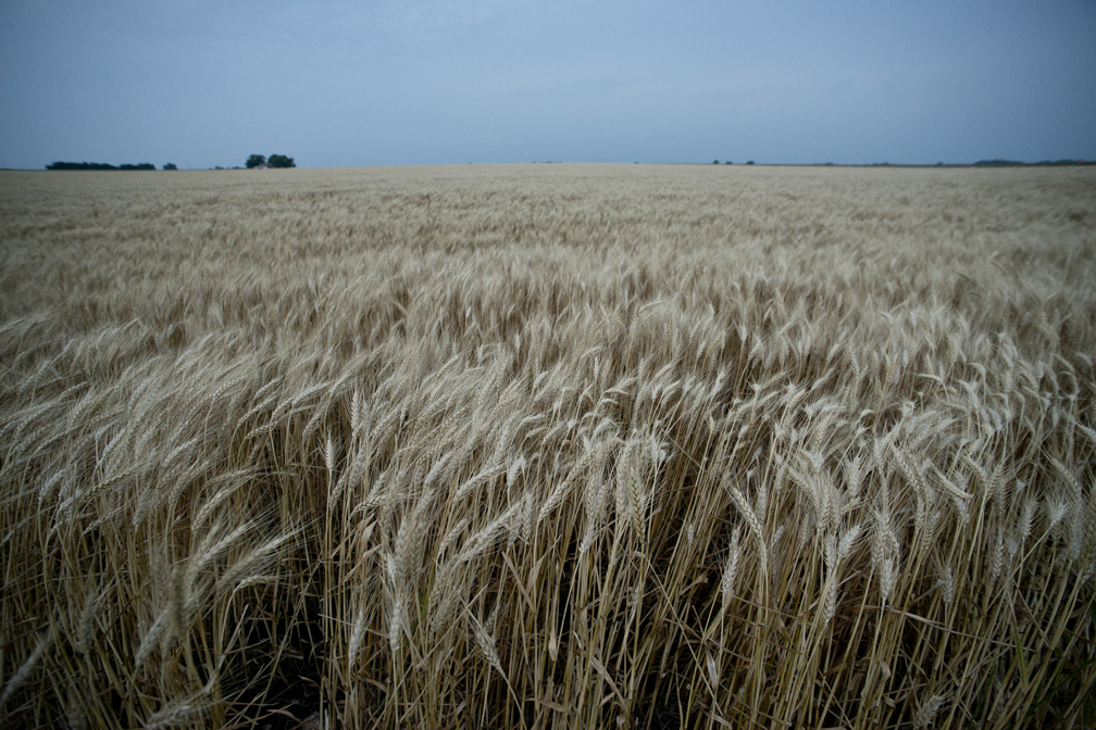 Spring Wheat Crop