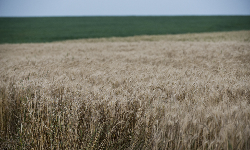 Spring Wheat Crop