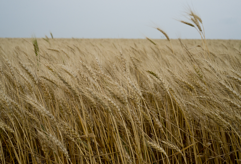 Spring Wheat Crop