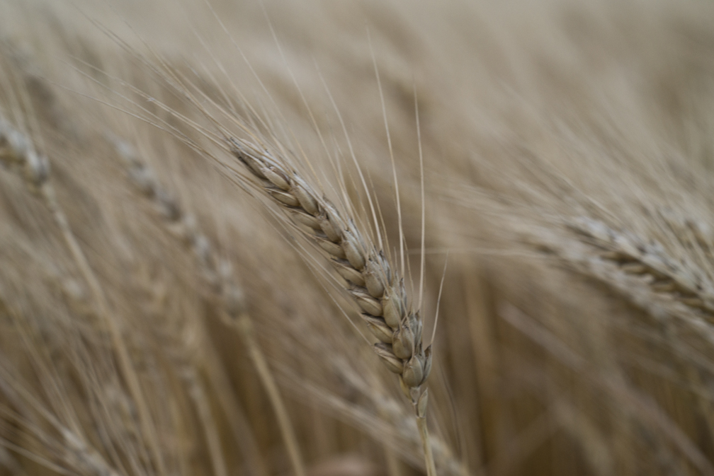 Spring Wheat Crop